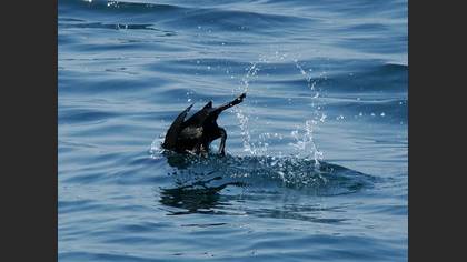 Karabatak » Great Cormorant » Phalacrocorax carbo