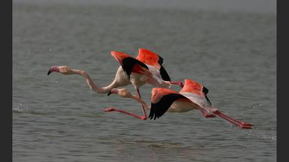 Flamingo