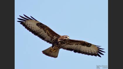 Şahin