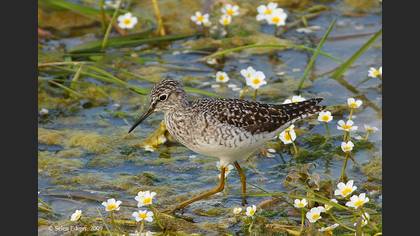 Orman düdükçünü » Wood Sandpiper » Tringa glareola