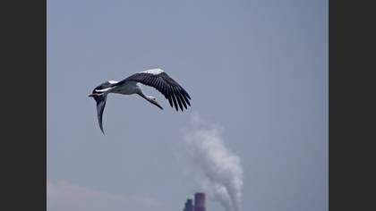 Leylek » White Stork » Ciconia ciconia