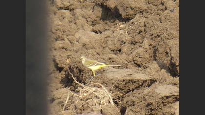 Sarı kuyruksallayan » Western Yellow Wagtail » Motacilla flava