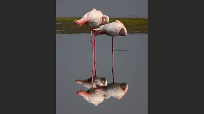 Flamingo