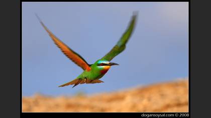 Yeşil arıkuşu » Blue-cheeked Bee-eater » Merops persicus
