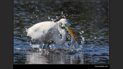 Büyük ak balıkçıl » Great Egret » Ardea alba