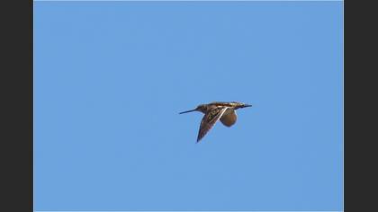 Suçulluğu » Common Snipe » Gallinago gallinago