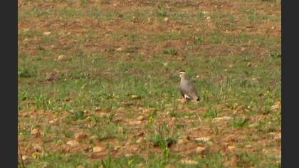 Sürmeli kızkuşu » Sociable Lapwing » Vanellus gregarius