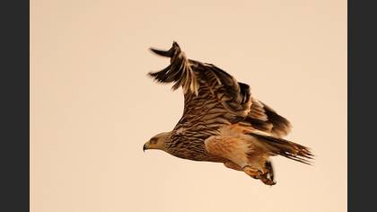 Şah kartal » Eastern Imperial Eagle » Aquila heliaca
