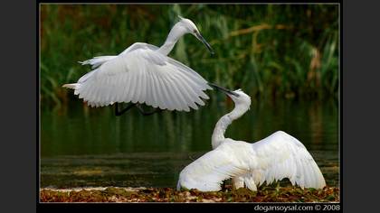 Küçük ak balıkçıl » Little Egret » Egretta garzetta