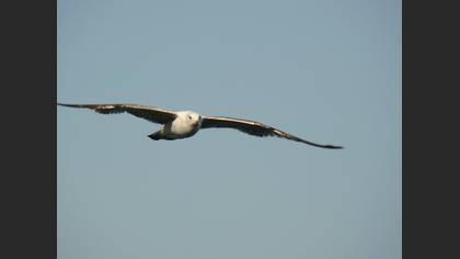 Gümüş martı » Yellow-legged Gull » Larus michahellis