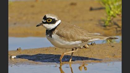 Halkalı küçük cılıbıt » Little Ringed Plover » Charadrius dubius