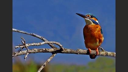 Yalıçapkını » Common Kingfisher » Alcedo atthis