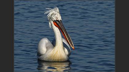 Tepeli pelikan