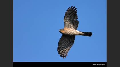 Atmaca » Eurasian Sparrowhawk » Accipiter nisus