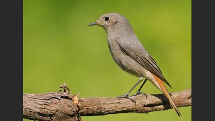 Kara kızılkuyruk » Black Redstart » Phoenicurus ochruros
