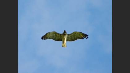 Yılan kartalı » Short-toed Snake Eagle » Circaetus gallicus