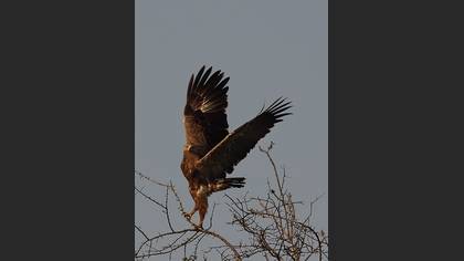 Küçük orman kartalı » Lesser Spotted Eagle » Clanga pomarina