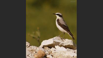 Kuyrukkakan » Northern Wheatear » Oenanthe oenanthe