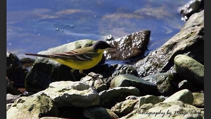 Sarı kuyruksallayan » Western Yellow Wagtail » Motacilla flava