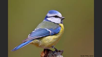 Mavi baştankara » Eurasian Blue Tit » Cyanistes caeruleus