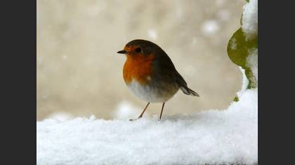 Kızılgerdan » European Robin » Erithacus rubecula