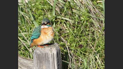 Yalıçapkını » Common Kingfisher » Alcedo atthis