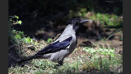 Leş kargası » Hooded Crow » Corvus cornix
