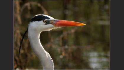 Gri balıkçıl » Grey Heron » Ardea cinerea