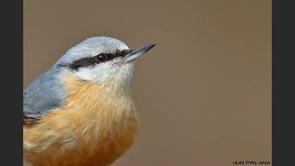 Sıvacı » Eurasian Nuthatch » Sitta europaea
