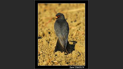 Ala doğan » Red-footed Falcon » Falco vespertinus