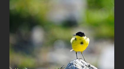 Sarı kuyruksallayan