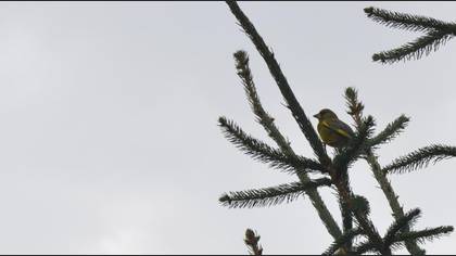 Florya » European Greenfinch » Chloris chloris