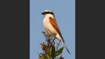Kızılsırtlı örümcekkuşu » Red-backed Shrike » Lanius collurio