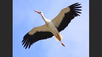 Leylek » White Stork » Ciconia ciconia