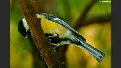 Büyük baştankara » Great Tit » Parus major