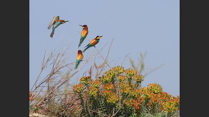 Arıkuşu » European Bee-eater » Merops apiaster