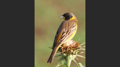 Karabaşlı kirazkuşu » Black-headed Bunting » Emberiza melanocephala