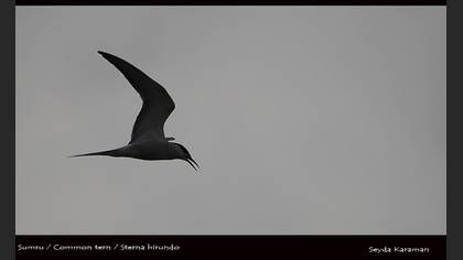 Sumru » Common Tern » Sterna hirundo