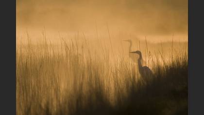 Büyük ak balıkçıl » Great Egret » Ardea alba