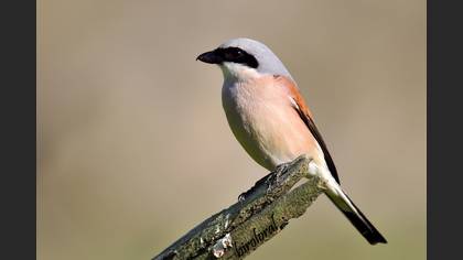 Kızılsırtlı örümcekkuşu » Red-backed Shrike » Lanius collurio