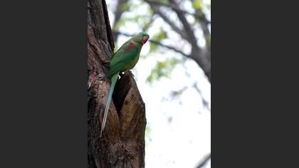 İskender papağanı » Alexandrine Parakeet » Psittacula eupatria