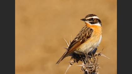 Çayır taşkuşu » Whinchat » Saxicola rubetra