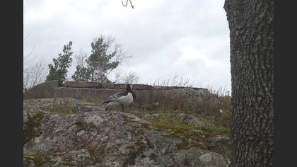 Akyanaklı kaz