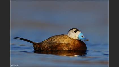 Dikkuyruk » White-headed Duck » Oxyura leucocephala