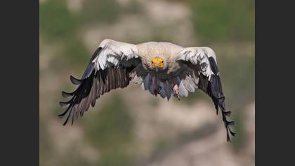 Küçük akbaba