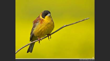 Karabaşlı kirazkuşu » Black-headed Bunting » Emberiza melanocephala