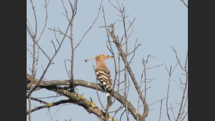 İbibik » Eurasian Hoopoe » Upupa epops