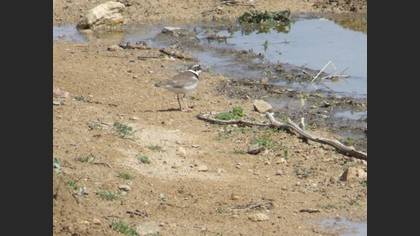Halkalı küçük cılıbıt » Little Ringed Plover » Charadrius dubius