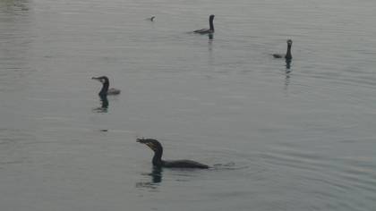Karabatak » Great Cormorant » Phalacrocorax carbo