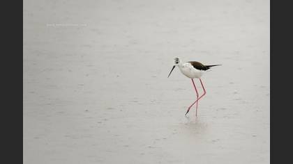 Uzunbacak » Black-winged Stilt » Himantopus himantopus